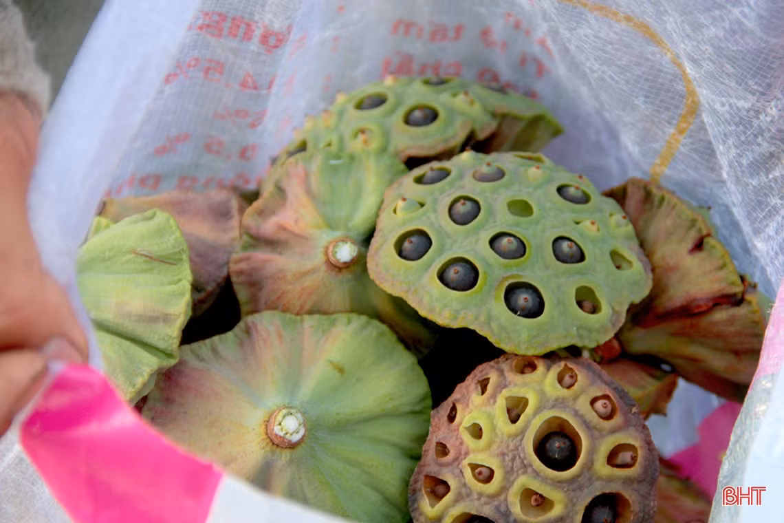 Ngoài đài sen, chủ đầm còn có thể bán hoa sen để kiếm thêm thu nhập, tuy nhiên bà Xuân cho biết năm nay gia đình chỉ hái biếu bà con hàng xóm thắp hương ngày rằm cho đẹp.