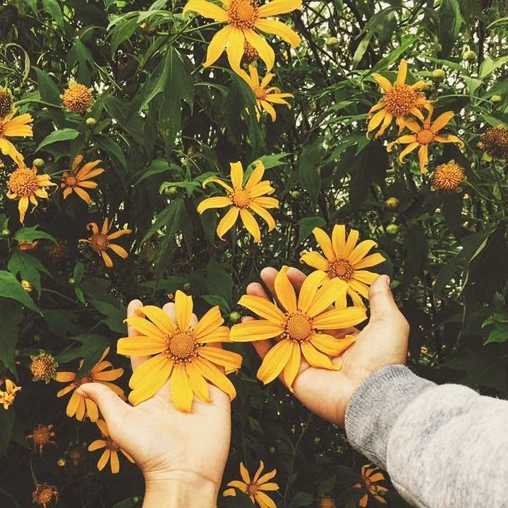 Hoa dã quỳ (Đà Lạt, Lâm Đồng): Được mệnh danh là thành phố ngàn hoa, Đà Lạt vào tháng 10 hấp dẫn du khách bởi sắc vàng rực rỡ của hoa dã quỳ. Làng hoa Vạn Thành, thị trấn Tà Nung, thác Voi, núi Langbiang, thị trấn D'Ran... là những địa điểm hoa dã quỳ khoe sắc vàng tươi ở Đà Lạt.