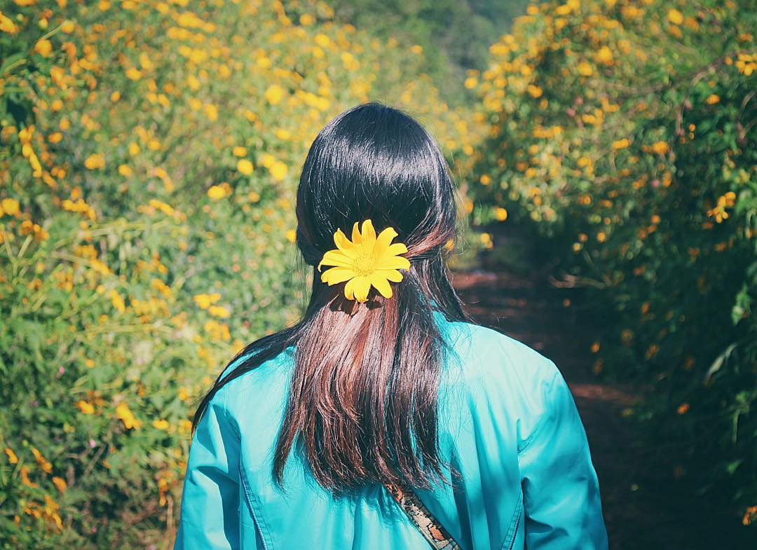 Ngoài đồng hoa hướng dương ở Nghệ An, Đà Lạt cũng sở hữu cánh đồng hoa mặt trời đẹp nao lòng. Đồi hoa nằm trong khuôn viên nông trường công ty sữa Đà Lạt (huyện Đơn Dương). Mỗi năm, có 2 mùa hoa hướng dương nở, vào tháng 3-4 và tháng 10-12. Địa điểm này là nơi check-in bạn không thể bỏ sót khi tới du lịch tại thành phố trên cao nguyên.