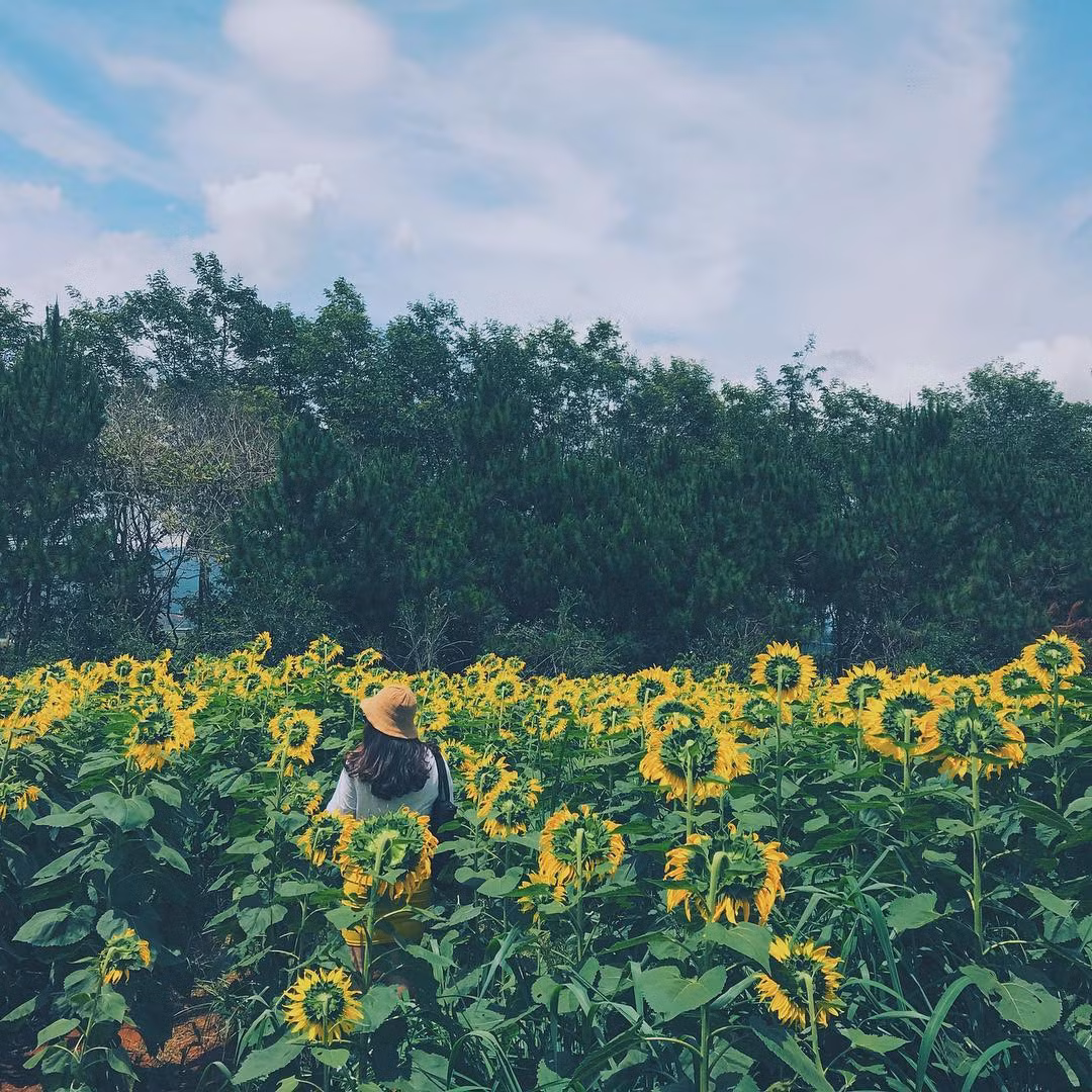 Giữa mảnh đất miền Trung khô cằn xuất hiện cánh đồng hoa rực rỡ bên dòng sông Sào thơ mộng, tạo nên bức tranh thiên nhiên hoàn mỹ.