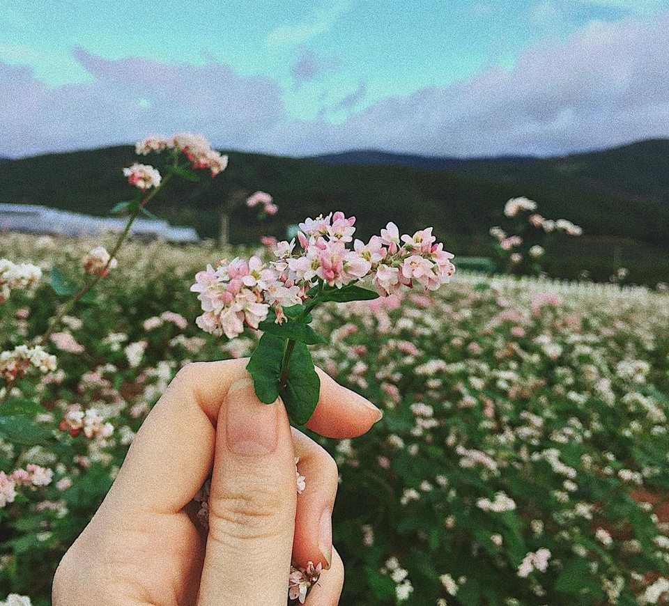 Rất nhiều địa điểm ở Hà Giang trồng hoa tam giác mạch như Hoàng Su Phì, Xín Mần, Lũng Táo, Phố Cáo, Sủng Là, Đồng Văn, Lũng Cú... Trong đó, Sủng Là được xem là nơi có những cánh đồng tam giác mạch đẹp nhất.