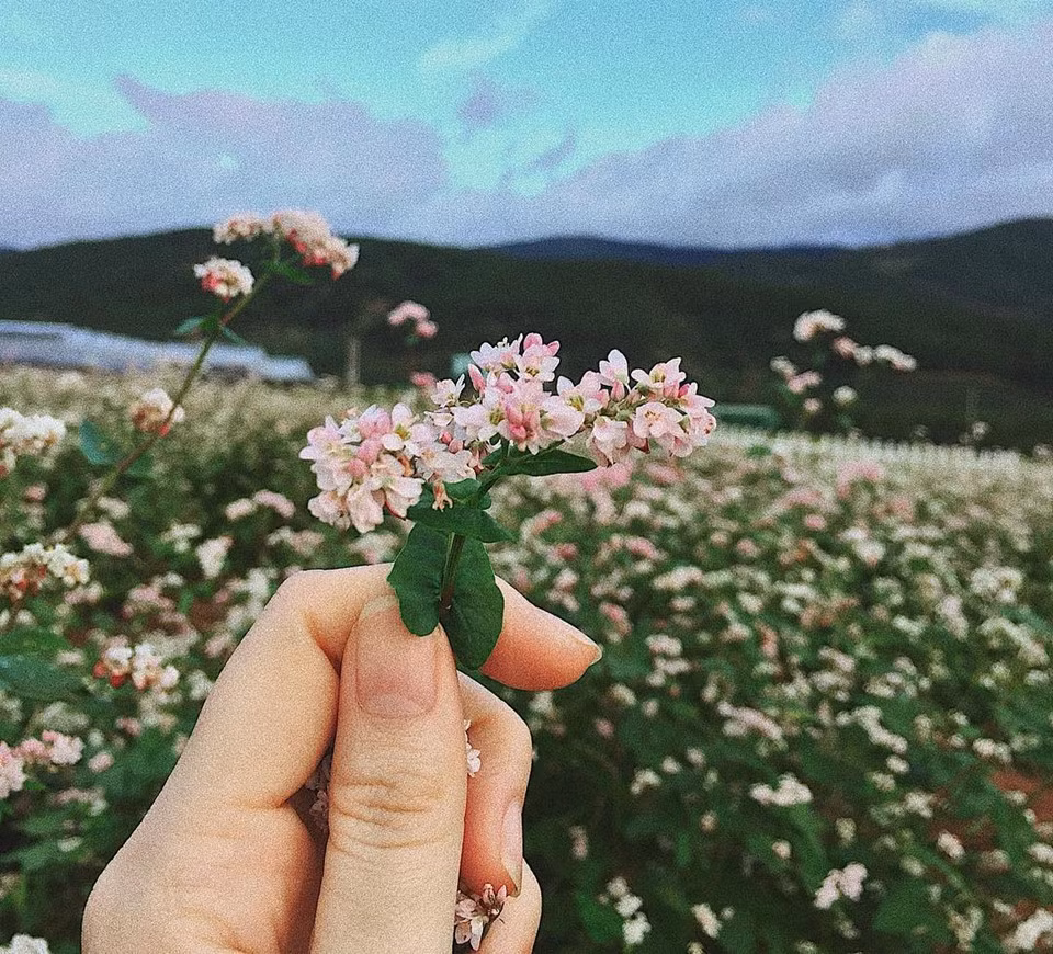 Rất nhiều địa điểm ở Hà Giang trồng hoa tam giác mạch như Hoàng Su Phì, Xín Mần, Lũng Táo, Phố Cáo, Sủng Là, Đồng Văn, Lũng Cú... Trong đó, Sủng Là được xem là nơi có những cánh đồng tam giác mạch đẹp nhất.