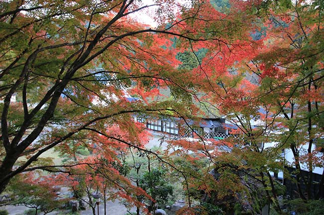 Những cây gần cầu Taigetsukyo được chiếu sáng vào ban đêm trong suốt tháng 11. Du khách có thể đi đến Ichinotan là một trong những địa điểm đẹp nhất ở Koreankei cho mùa thu thay lá.