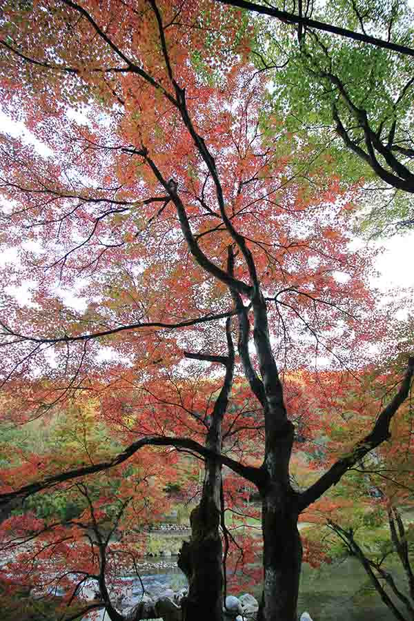 Đó là điểm dừng cuối cùng trên con đường đi bộ. Bạn có thể thấy những màu sắc sặc sỡ như cầu vồng với màu đỏ, màu vàng và màu xanh lá cây lá bao phủ toàn bộ con đường đi bộ.