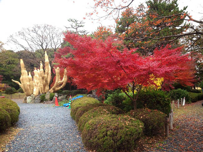 Nơi đây có nhà hàng Ninomaru Teahouse và các ao được bao quanh bởi muôn loài hoa và cây cối. Bạn có thể thưởng thức những cây phong đầy màu sắc từ cuối tháng 11 cho đến đầu tháng 12.