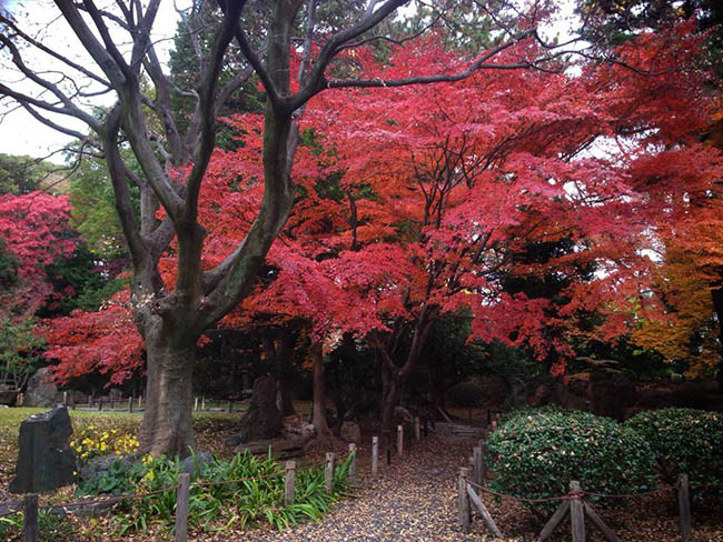 Vườn Ninomaru ở Lâu đài Nagoya có diện tích khoảng 14.000 m2 và nằm gần cổng phía đông của Lâu đài Nagoya. Một phần của khu vườn đã bị phá hủy vào đầu thời kỳ Minh Trị vì xây dựng trại quân sự. Tuy nhiên, vào năm 1716, khu vườn đã được mở cửa trở lại.