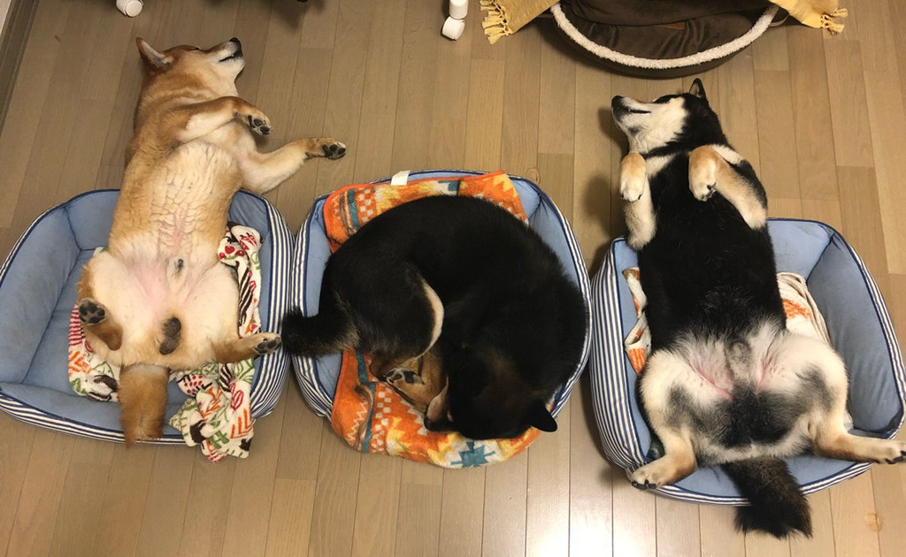 Với sự giúp đỡ của "cha mẹ" là những người nuôi dưỡng, ba anh em Hinaosora sở hữu tài khoản Instagram có 237.000 lượt theo dõi, Facebook và Twitter đều trên 36.000 fan.