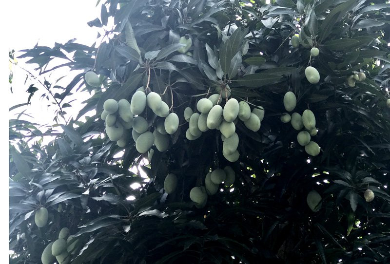 Chuyen hiem tren pho HN: Xoai triu qua khap via he-Hinh-6