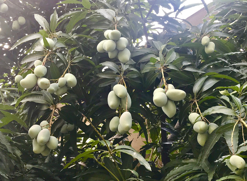 Chuyen hiem tren pho HN: Xoai triu qua khap via he-Hinh-4