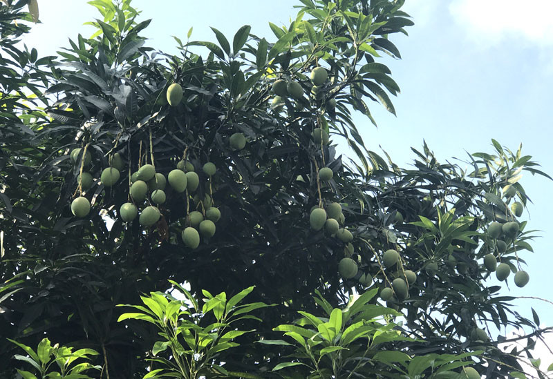 Chuyen hiem tren pho HN: Xoai triu qua khap via he-Hinh-10