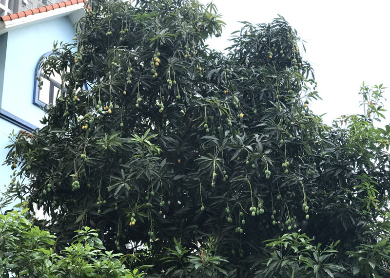 Chuyen hiem tren pho HN: Xoai triu qua khap via he-Hinh-15