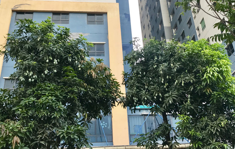 Chuyen hiem tren pho HN: Xoai triu qua khap via he-Hinh-12