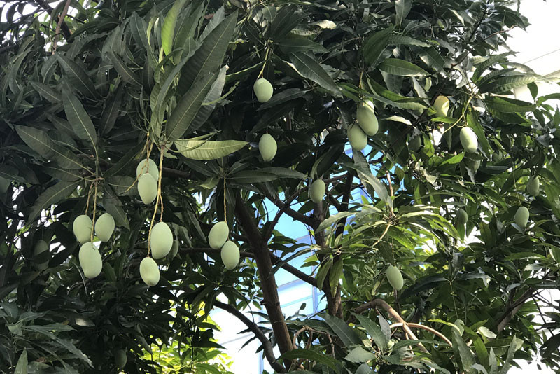 Chuyen hiem tren pho HN: Xoai triu qua khap via he-Hinh-11