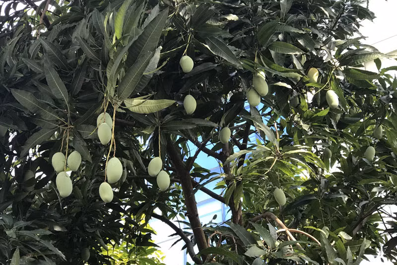 Chuyen hiem tren pho HN: Xoai triu qua khap via he-Hinh-11