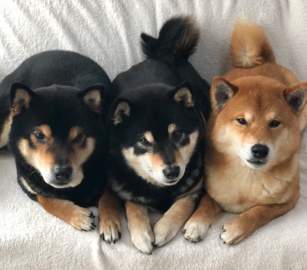 3 chú chó đều mang giống đực. Hai anh lớn là Hinata và Aoi đều 7 tuổi, lông màu đen. Em út Sora 6 tuổi, lông màu nâu vàng. Chúng còn được gọi là Hinaosora - viết tắt từ tên của cả 3.