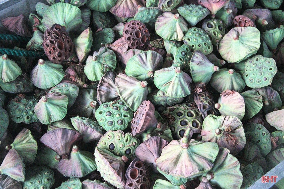 Các bộ phận của cây sen từ bông, lá, củ, hạt sen... đều dễ dàng chế biến thành những món ăn không chỉ ngon miệng mà còn là vị thuốc Các bộ phận của cây sen từ bông, lá, củ, hạt sen... đều dễ dàng chế biến thành những món ăn không chỉ ngon miệng mà còn là vị thuốc