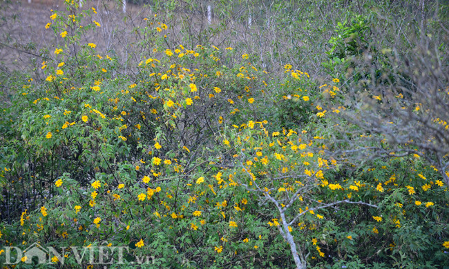 Thời điểm này, những đoàn khách du lịch tấp nập đổ về đây. Bạn có thể đi phượt bằng xe máy, hoặc đi ô tô và đến thị trấn Mộc Châu rồi thuê xe để ngắm hoa dã quỳ. Phí thuê xe từ 150.000 – 200.000 đồng/ngày.