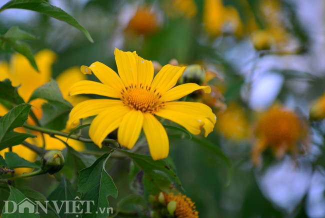 Thời điểm ngắm và chụp hoa đẹp nhất là buổi sáng, khi ánh nắng bắt đầu làm tan lớp sương mù và hoa còn ướt sương.