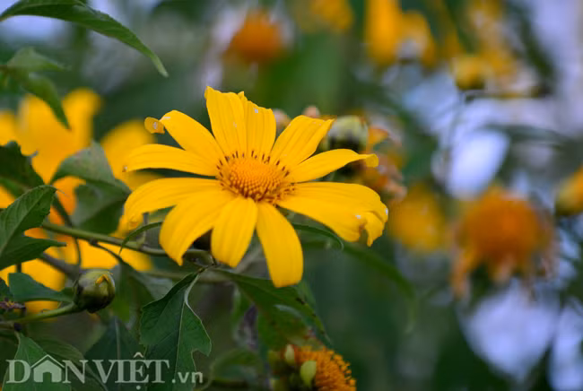 Thời điểm ngắm và chụp hoa đẹp nhất là buổi sáng, khi ánh nắng bắt đầu làm tan lớp sương mù và hoa còn ướt sương.