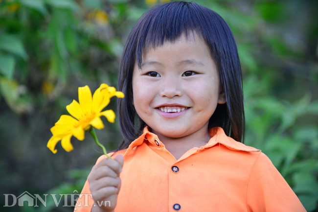 Dã quỳ chỉ nở đẹp và tàn trong vòng khoảng 2 tuần, vào cuối thu đầu đông.