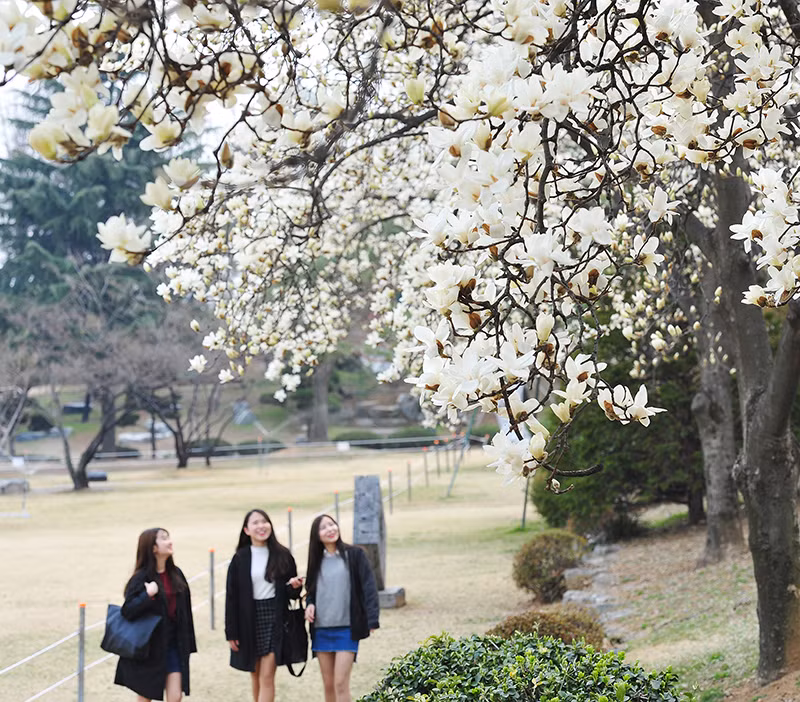 Những cánh hoa mộc lan với sắc trắng tinh khôi, to như hoa gạo của Việt Nam, nở rộ từ giữa tháng 3 đến cuối tháng 4. Ảnh: lafent.