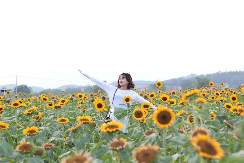 Cánh đồng hoa hướng dương khiến giới trẻ ngây ngất ở Bắc Giang - Hình 3 Canh dong hoa huong duong khien gioi tre ngay ngat o Bac Giang-Hinh-3