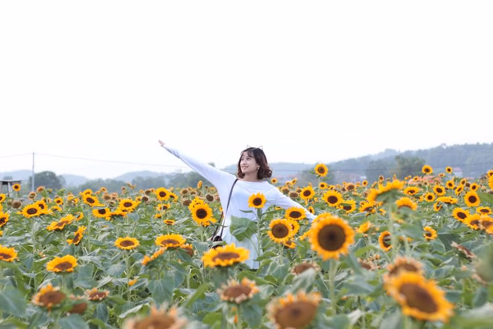 Canh dong hoa huong duong khien gioi tre ngay ngat o Bac Giang-Hinh-3