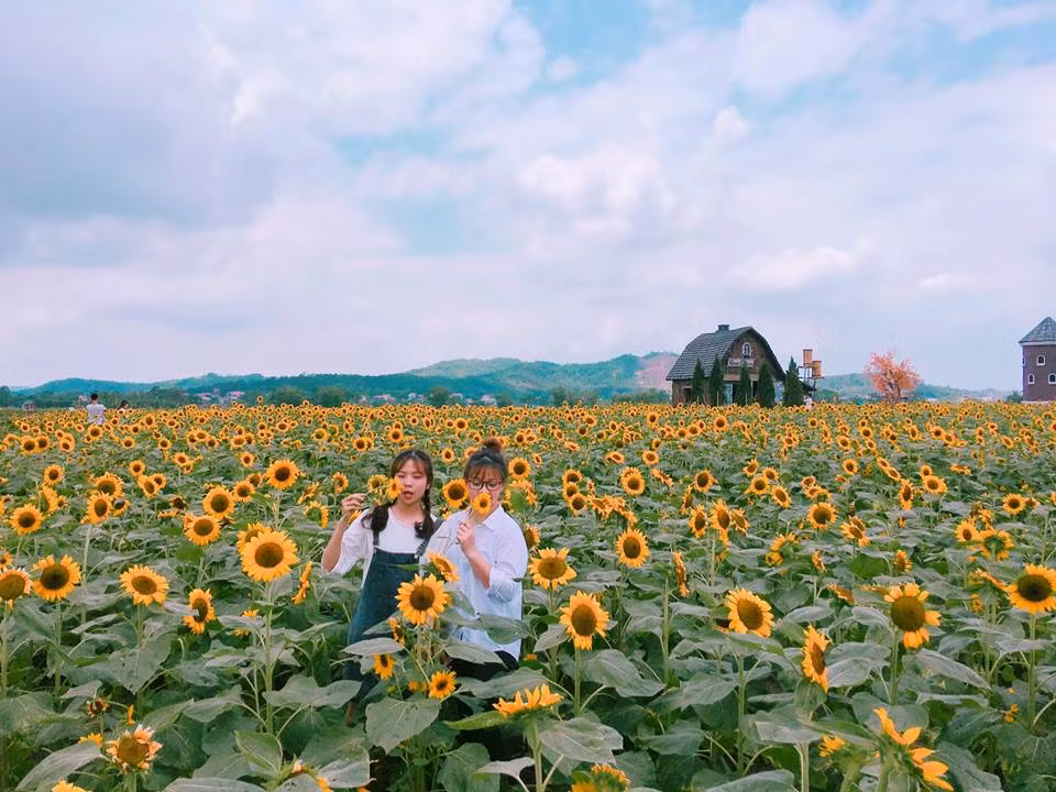 Canh dong hoa huong duong khien gioi tre ngay ngat o Bac Giang-Hinh-2