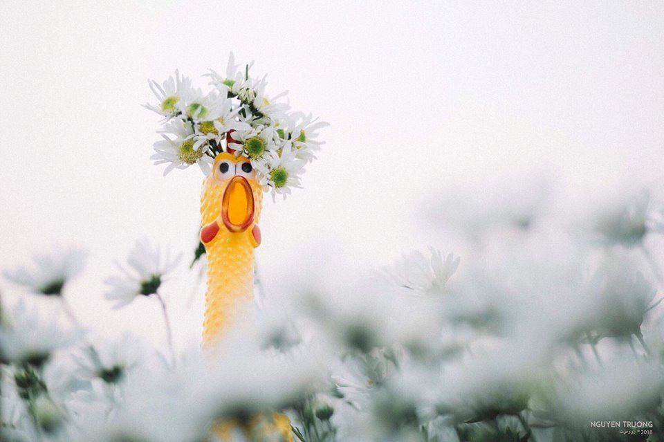 Cuoi khong nhat duoc mom voi chum anh “toi thay ga vang tren cuc hoa mi”-Hinh-3