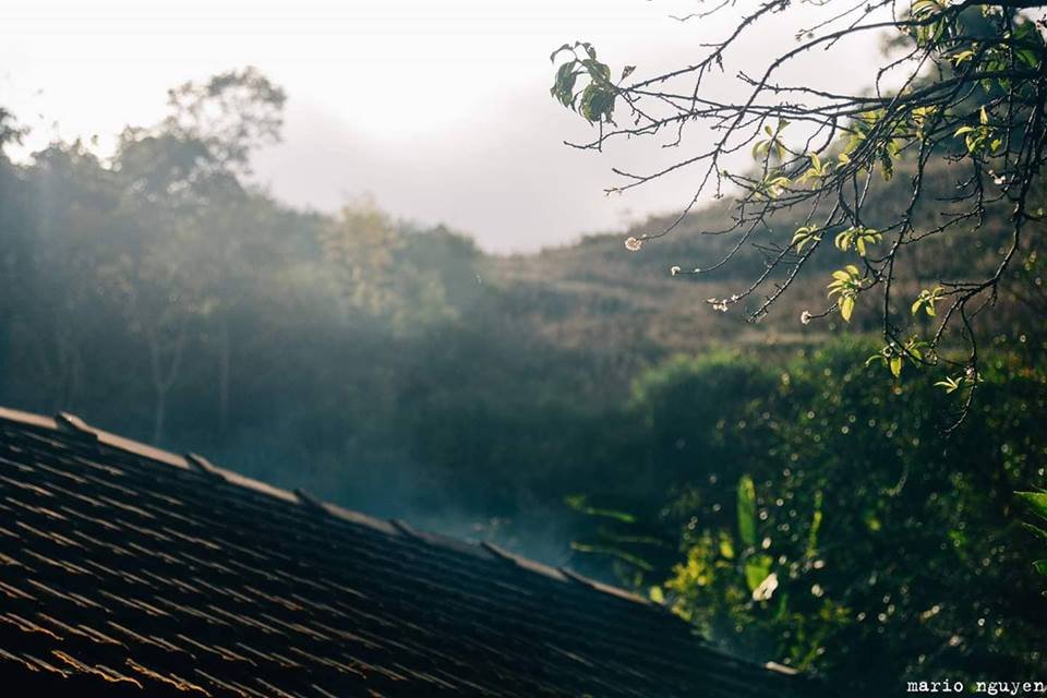 Lac loi trong nhung sac hoa dai tren cao nguyen Moc Chau-Hinh-4