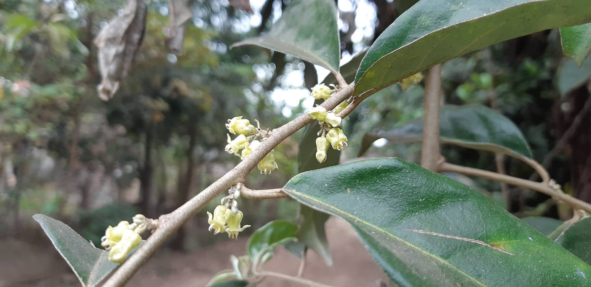 Lac loi trong nhung sac hoa dai tren cao nguyen Moc Chau-Hinh-5
