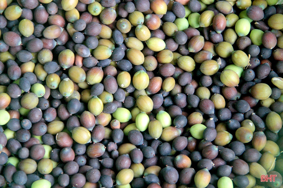 Tâm sen có vị nhân nhẩn đắng, dùng để chữa các chứng bệnh như đầu choáng mắt hoa, mất ngủ hay hồi hộp đánh trống ngực, nhịp tim nhanh... Tâm sen có vị nhân nhẩn đắng, dùng để chữa các chứng bệnh như đầu choáng mắt hoa, mất ngủ hay hồi hộp đánh trống ngực, nhịp tim nhanh...