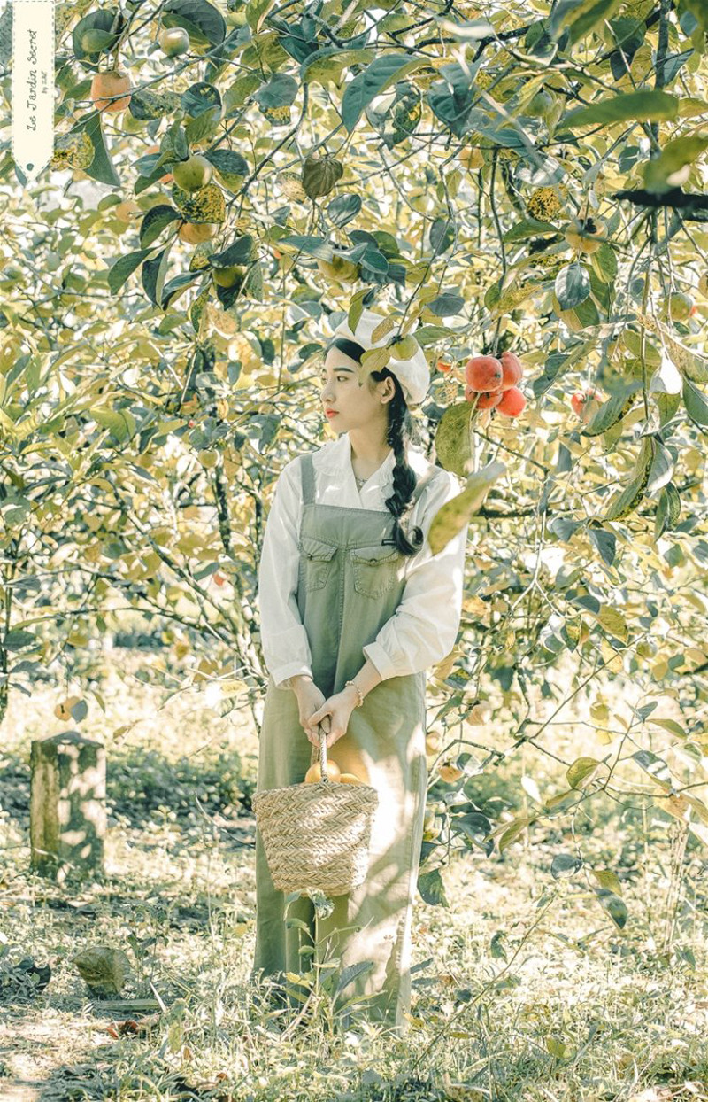 Những cây hồng ở Đà Lạt rất thấp và trái sát đất, bạn tha hồ "thả dáng" với những trái hồng.