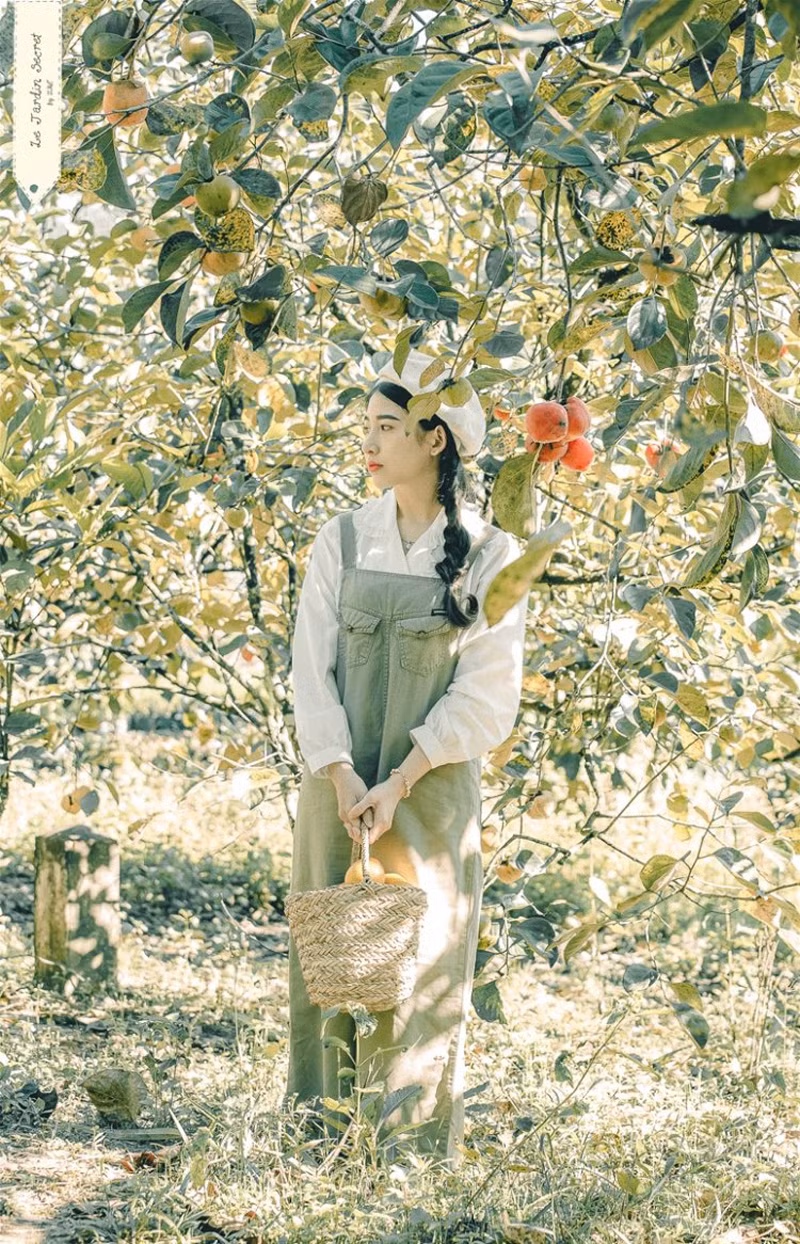 Những cây hồng ở Đà Lạt rất thấp và trái sát đất, bạn tha hồ "thả dáng" với những trái hồng.