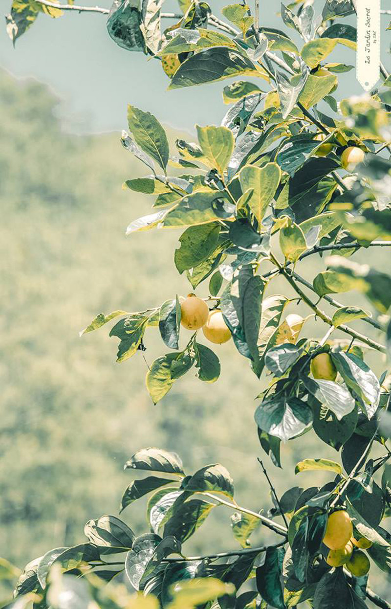 Không hề thua kém bất cứ một khung cảnh nước ngoài nào, vườn hồng đẹp và nên thơ như một vùng ngoại ô Châu Âu, nơi có những cánh đồng trái cây tươi ngon, trĩu quả, thiên nhiên trù phú. Và con người nơi đây, cũng giản dị và dễ gần như vậy.