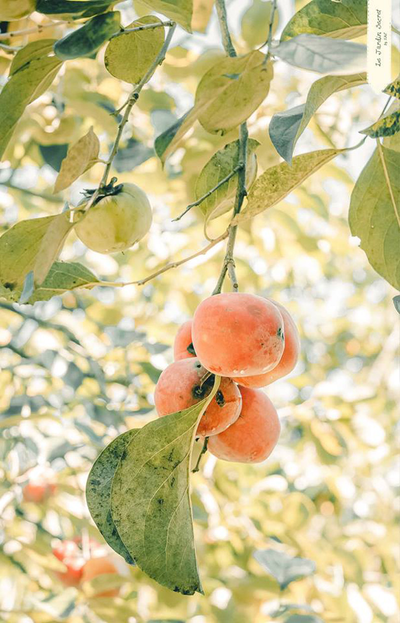 &#x1d;Trong cái lạnh đầu đông, những vườn hồng trĩu trái, thắp lửa trên các cành, đỏ rực cả một vùng trời. Bạn có thể xin phép chủ vườn để vào tham quan, chụp ảnh "sống ảo". Mặc dù các cô chú sẽ không lấy tiền, nhưng bạn hãy chu đáo không hái hồng hay bẻ cành, trèo lên cây.