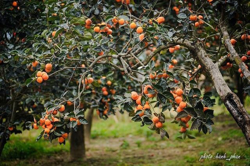 Hồng giòn Đà Lạt vào mùa, đến thăm các vườn hồng trĩu quả ở ngoại ô Đà Lạt, bạn không chỉ được thưởng thức những trái hồng ngọt lịm mà còn có được những bức ảnh “để đời” vô cùng lãng mạn.