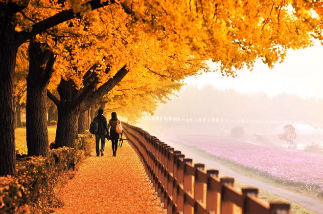 Đi du lịch Hàn Quốc cần những thủ tục gì? Nếu bạn có ý định du lịch tự túc hoặc theo tour trong khoảng thời gian này, đầu tiên nên nhanh chóng làm visa Hàn Quốc. Giai đoạn này cần mất khá nhiều thời gian, vì thế cách tốt nhất là chuẩn bị trước khi khởi hành một đến hai tháng.