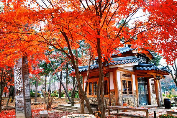 Book vé khách sạn ở Hàn Quốc: Theo kinh nghiệm du lịch Hàn Quốc để chọn được chỗ ở giá rẻ hãy chọn hostel hoặc homestay. Giá phòng ở đây khá rẻ, ngủ giường tầng nhưng lại rất đầy đủ tiện nghi và an toàn. Hoặc bạn có thể tìm đến các khách sạn giá rẻ ở Myeongdong, Hongdae,… với mức giá dao động từ 20 đến 25 USD/người/đêm.