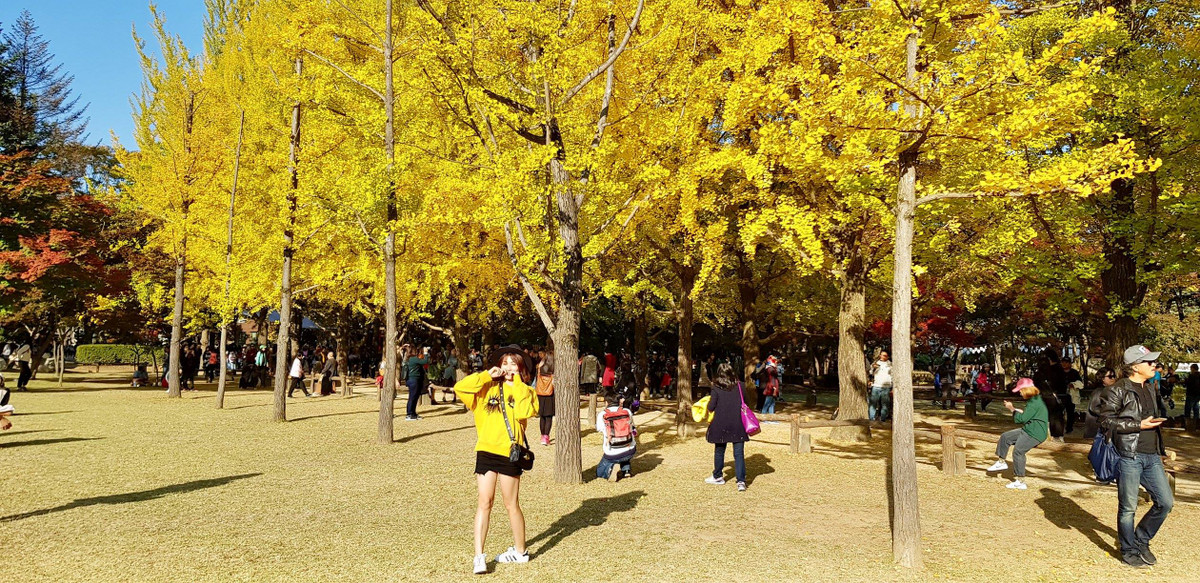 Những trải nghiệm không thể bỏ lỡ khi đến Hàn Quốc mùa thu. Thăm đảo Nami: Đảo Nami ở Chuncheon luôn quyến rũ vào mọi thời điểm trong năm và mùa thu nơi đây với những tán lá đỏ vàng đẹp như tranh vẽ. Hòn đảo xinh đẹp từng góp mặt trong bộ phim truyền hình nổi tiếng Bản tình ca mùa đông này là địa điểm thích hợp cho các cặp đôi hẹn hò lẫn gia đình có trẻ nhỏ.