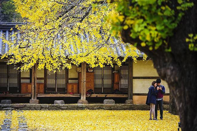 Tiết trời mùa thu Hàn Quốc vô cùng dễ chịu, mát mẻ từ 11-19 độ C. Không khí se lạnh cùng những cơn gió thoảng qua đưa đến điều kiện vô cùng thuận lợi cho những cuộc dạo chơi.