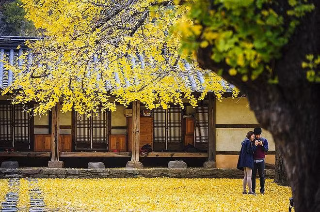 Tiết trời mùa thu Hàn Quốc vô cùng dễ chịu, mát mẻ từ 11-19 độ C. Không khí se lạnh cùng những cơn gió thoảng qua đưa đến điều kiện vô cùng thuận lợi cho những cuộc dạo chơi.