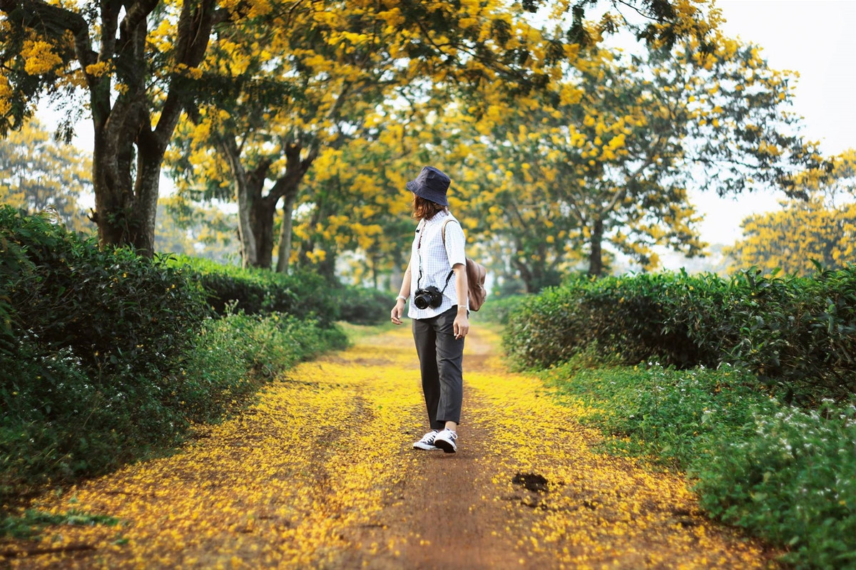 Những con đường đất nâu sâu hun hút, hai hàng hoa muồng nở rực vàng, đây chắc chắn sẽ là "thánh địa sống ảo" tuyệt diệu dành cho những bạn trẻ vào tháng 10 sắp tới đây.