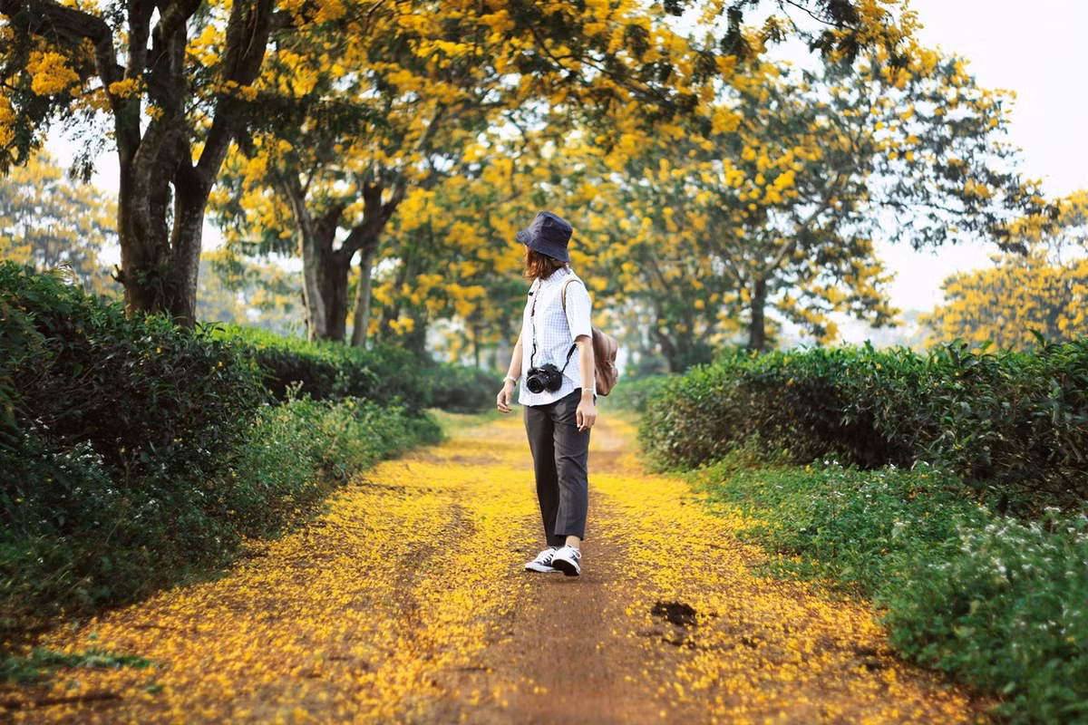 Những con đường đất nâu sâu hun hút, hai hàng hoa muồng nở rực vàng, đây chắc chắn sẽ là "thánh địa sống ảo" tuyệt diệu dành cho những bạn trẻ vào tháng 10 sắp tới đây.