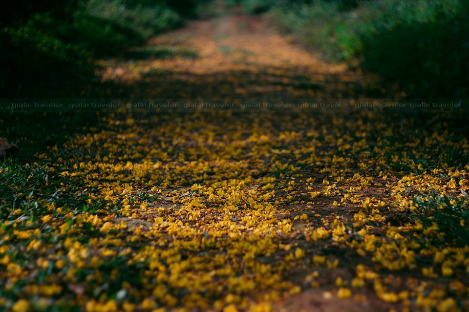 Muồng hoàng yến Gia Lai mọc xen trong những đồi điền chè xanh ngút tầm mắt. Nhìn từ trên cao, bạn như được chiêm ngưỡng tấm thảm của thiên nhiên với màu xanh chủ đạo và điểm tô những đường kẻ vàng rực rỡ, đẹp mắt