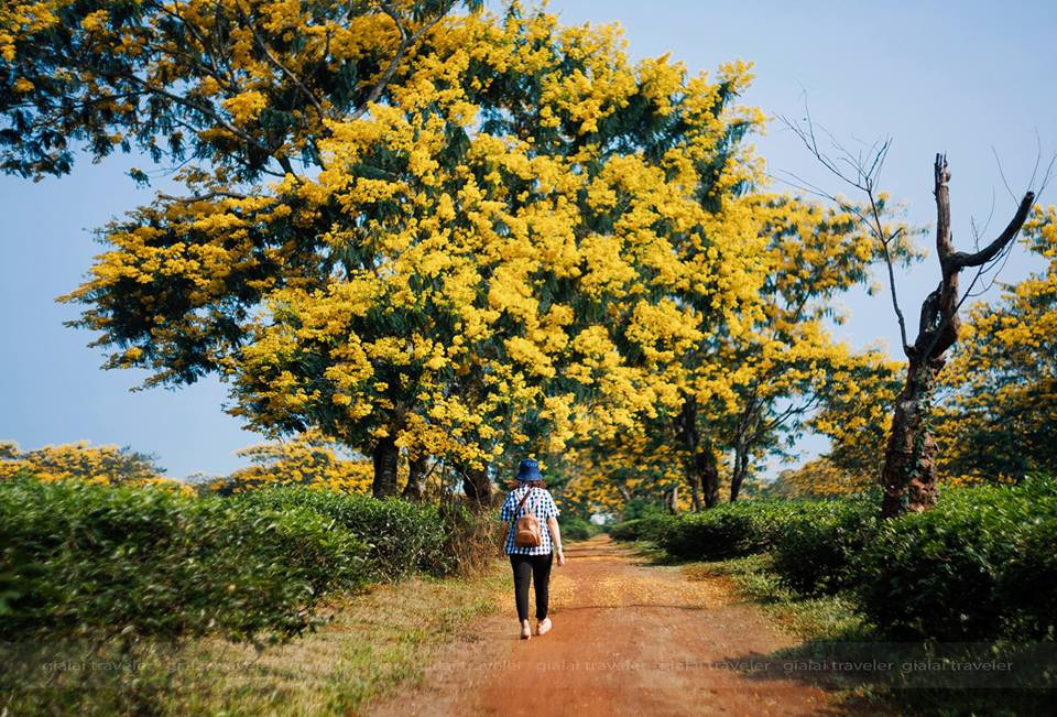 Hoa muồng hoàng yến còn được gọi với nhiều tên khác nhau như Muồng hoàng hậu, Hoa lồng đèn, Bò cạp nước, Bò cạp vàng, Osaka, Mai dây, Cây xuân muộn, Mai nở muộn. Loài hoa dại này ưa nắng, mọc thành chùm, hoàng yến chơi đùa cùng làn gió thu tạo thành bức tranh vàng giản dị mà cuốn hút.