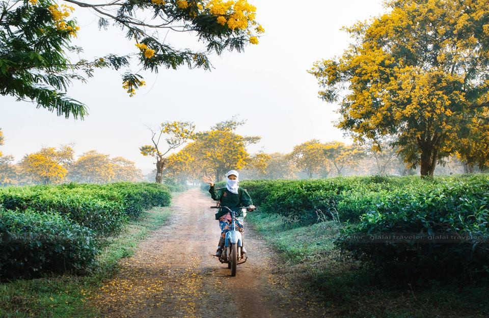 Mùa thu Gia Lai trở nên đặc biệt hơn bao giờ hết với hoa muồng vàng, sẵn sàng chào đón những trái tim rực cháy và tâm hồn thơ mộng muốn tìm về với thiên nhiên.