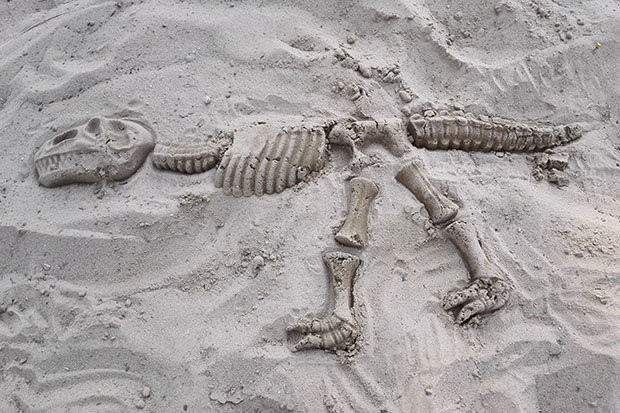 Một bộ xương khủng long còn nguyên vẹn.