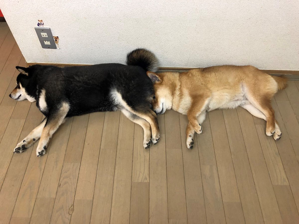 Những hình ảnh, clip quay lại cuộc sống hàng ngày của 3 "nhóc" thu hút hàng nghìn lượt yêu thích từ dân mạng. Phần lớn đều xuýt xoa, khen ngợi bằng bình luận như: "Chúng thật dễ thương", "Đáng yêu quá"...