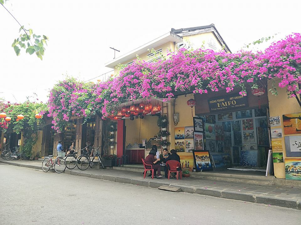 Bên cạnh những chiếc đèn lồng, những bức tường màu vàng...thì sắc màu của những giàn hoa giấy dường như tô điểm thêm vẻ đẹp thơ mộng đặc trưng của phố Hội, thế nên chẳng có gì lạ khi nhiều người cứ muốn đến và quay lại Hội An nhiều lần để lưu giữ những khoảnh khắc tuyệt diệu này.